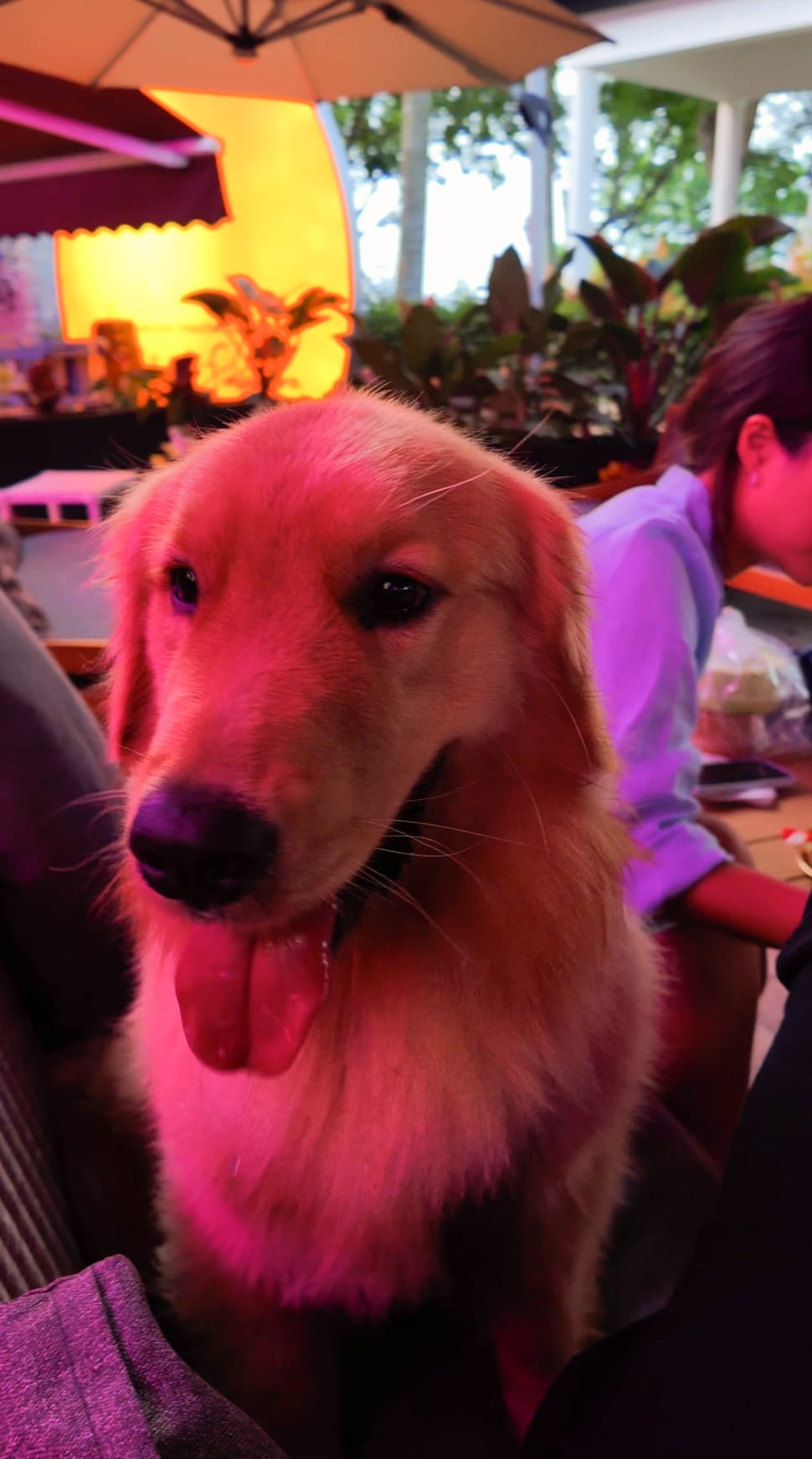 A golden retriever relaxing at an outdoor dining table at Xin Yan