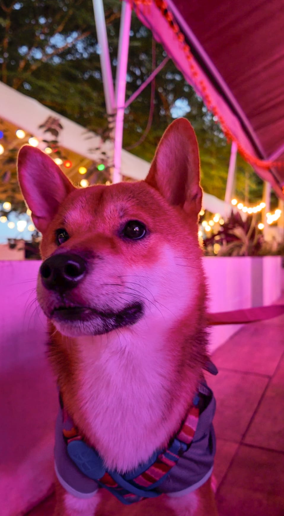 A Shiba Inu wearing a bandana in the outdoor seating area at night
